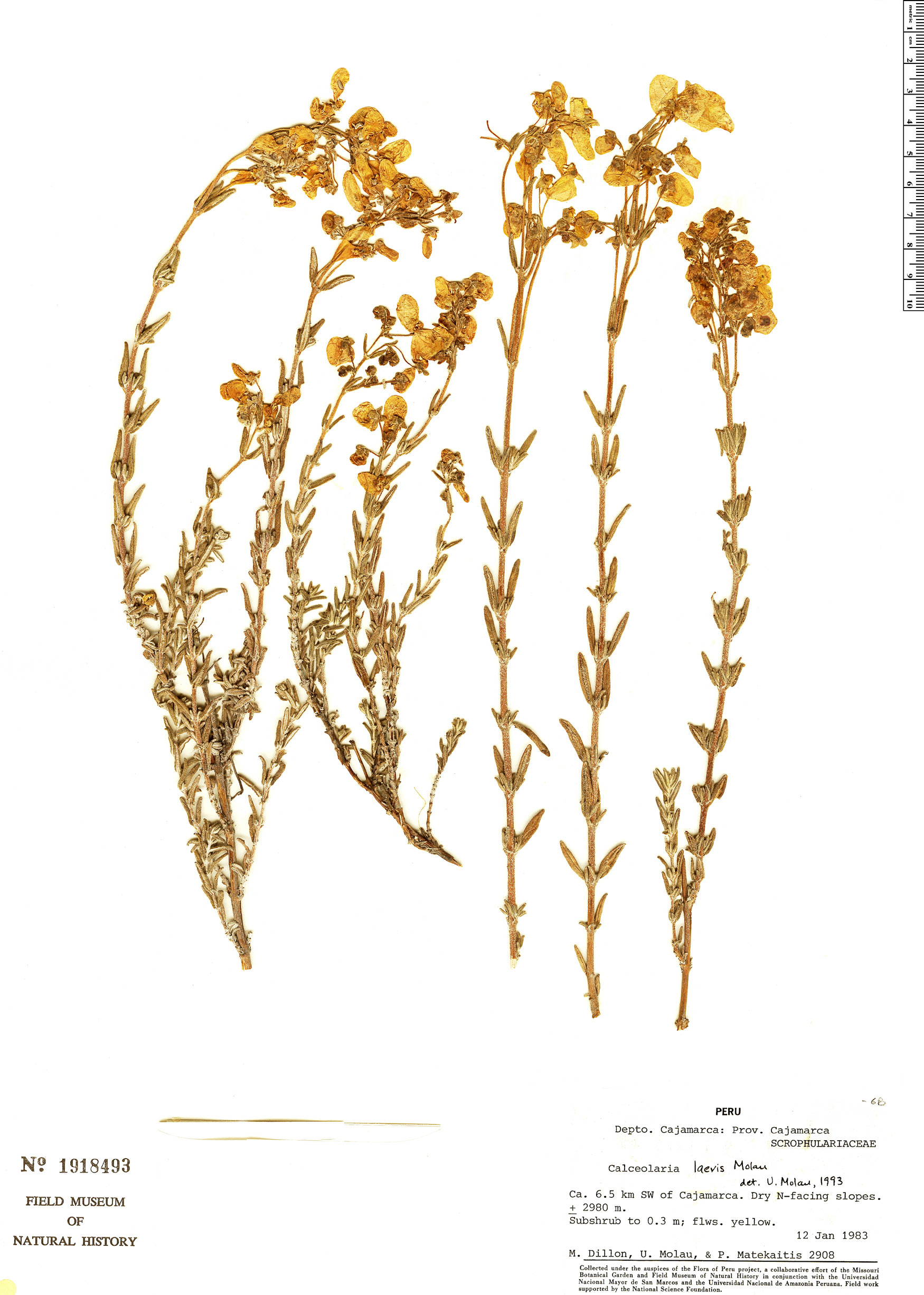 Calceolaria laevis image
