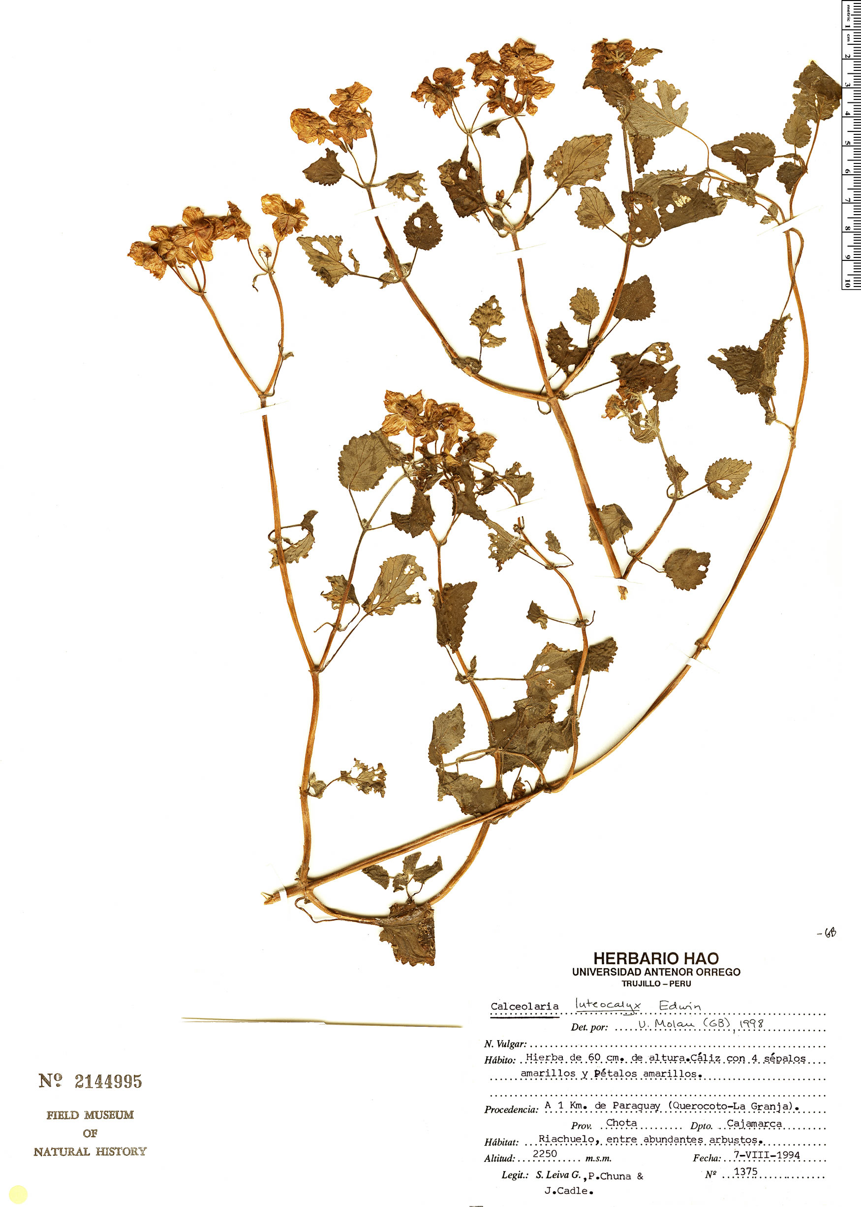 Calceolaria luteocalyx image