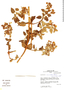 Calceolaria maculata image