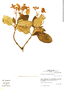 Calceolaria moyobambae image