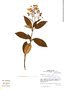 Calceolaria nivalis image