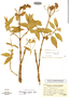 Calceolaria olivacea image
