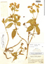 Calceolaria olivacea image