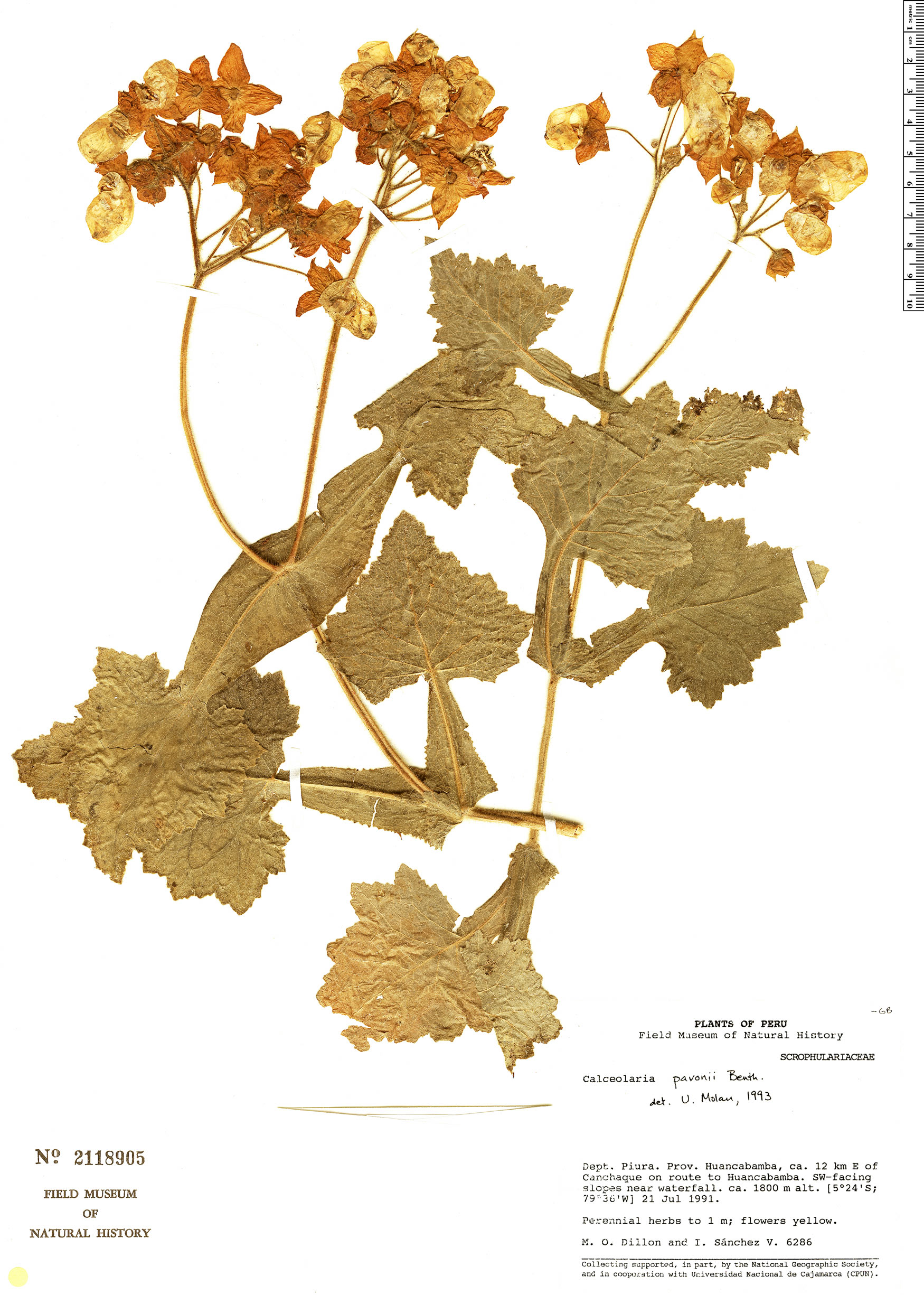 Calceolaria pavonii image