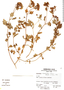 Calceolaria phaceliifolia image