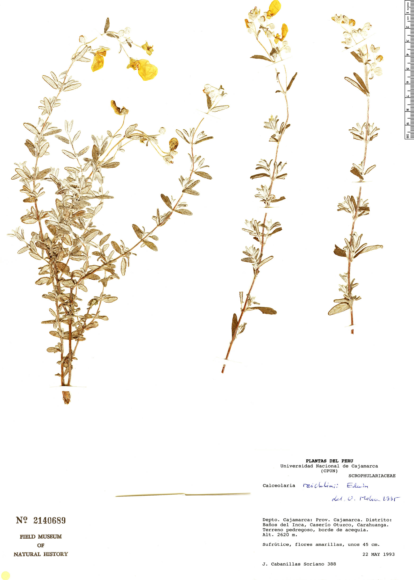 Calceolaria reichlinii image
