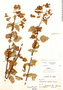 Calceolaria rhacodes image