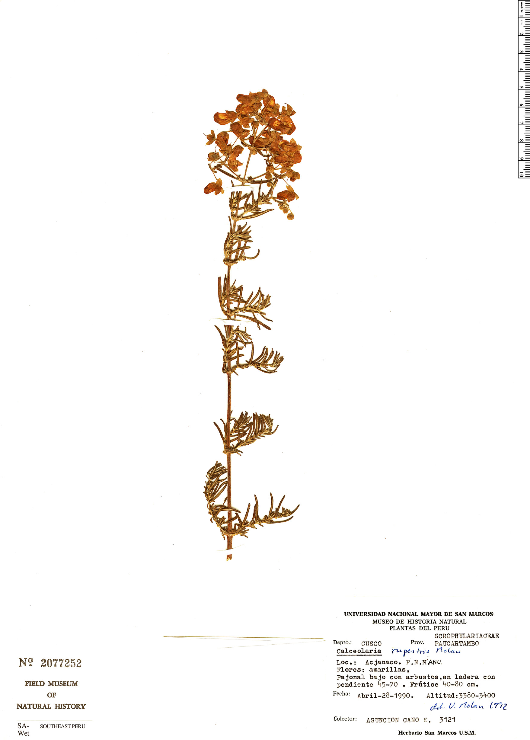 Calceolaria rupestris image