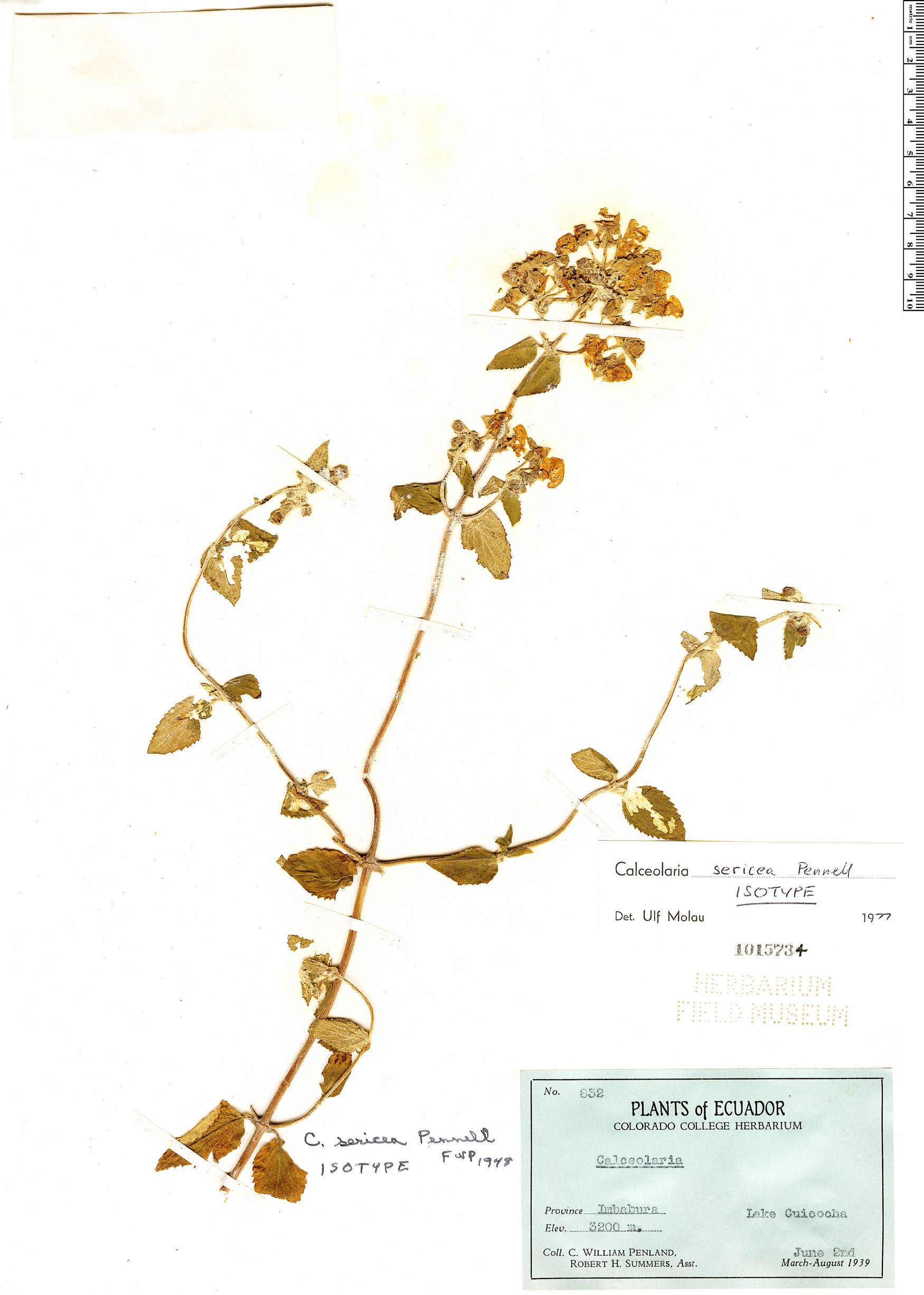 Calceolaria sericea image