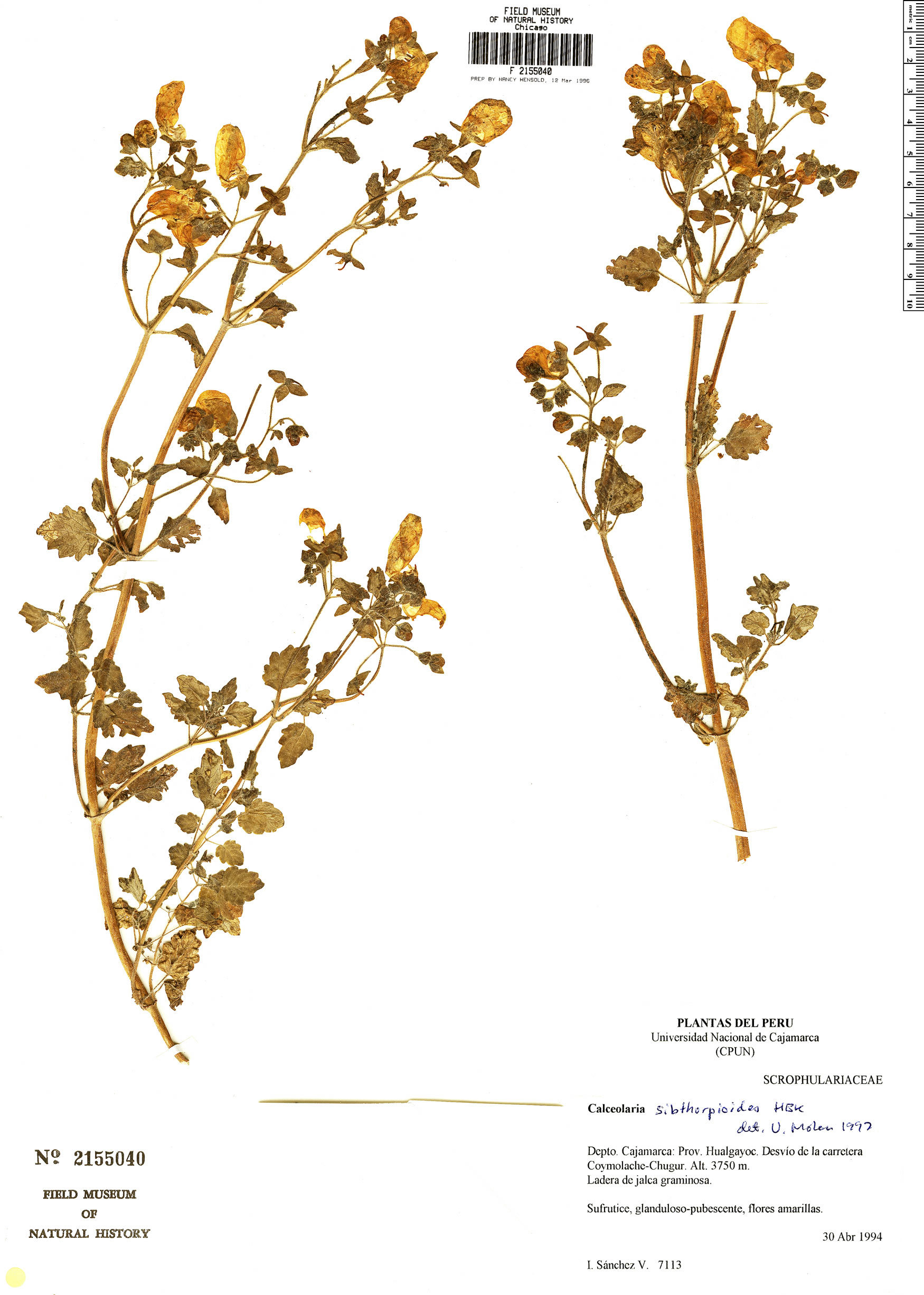 Calceolaria sibthorpioides image