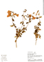 Calceolaria speciosa image