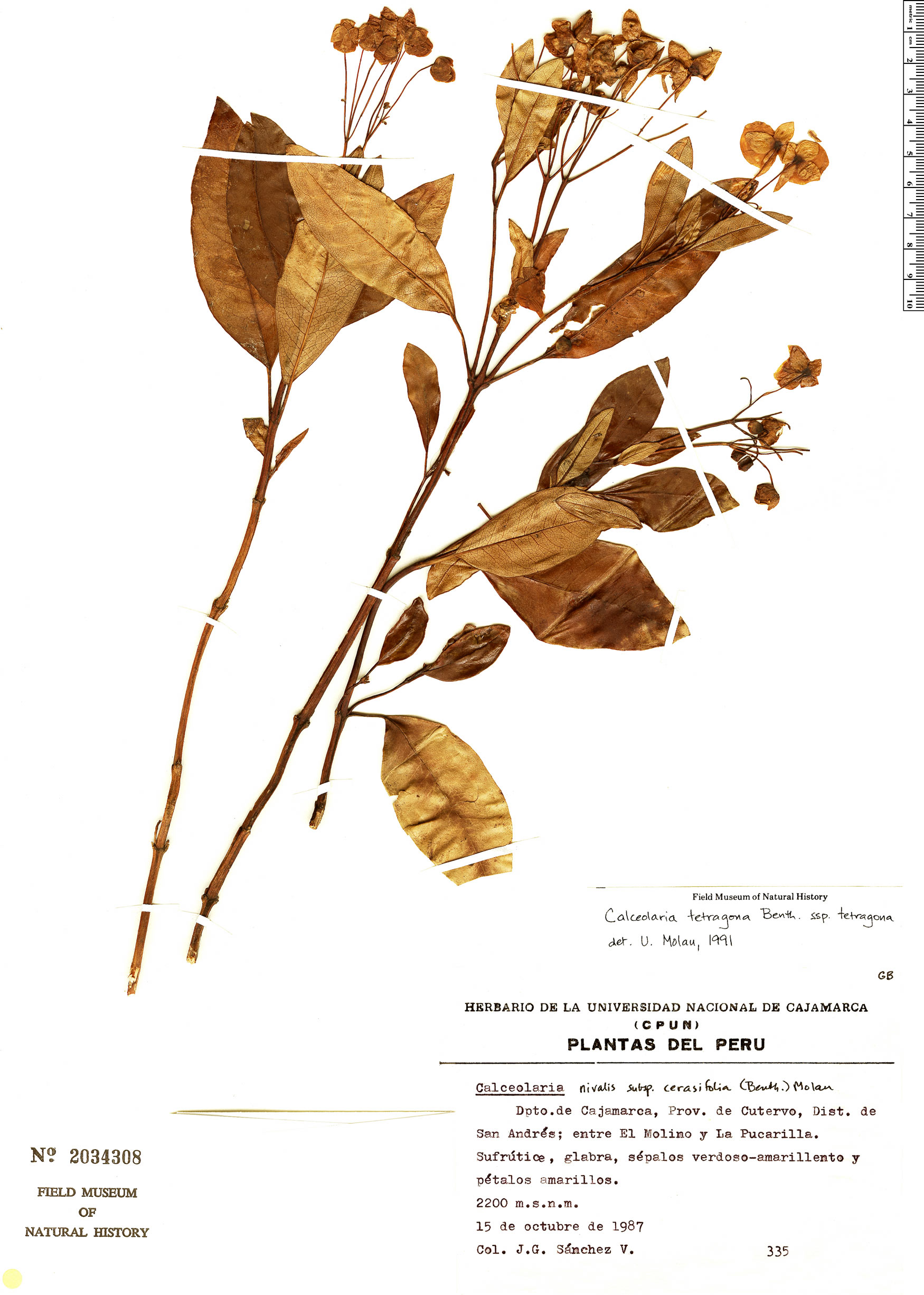 Calceolaria tetragona image