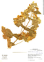 Calceolaria tomentosa image