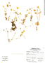 Calceolaria utricularioides image