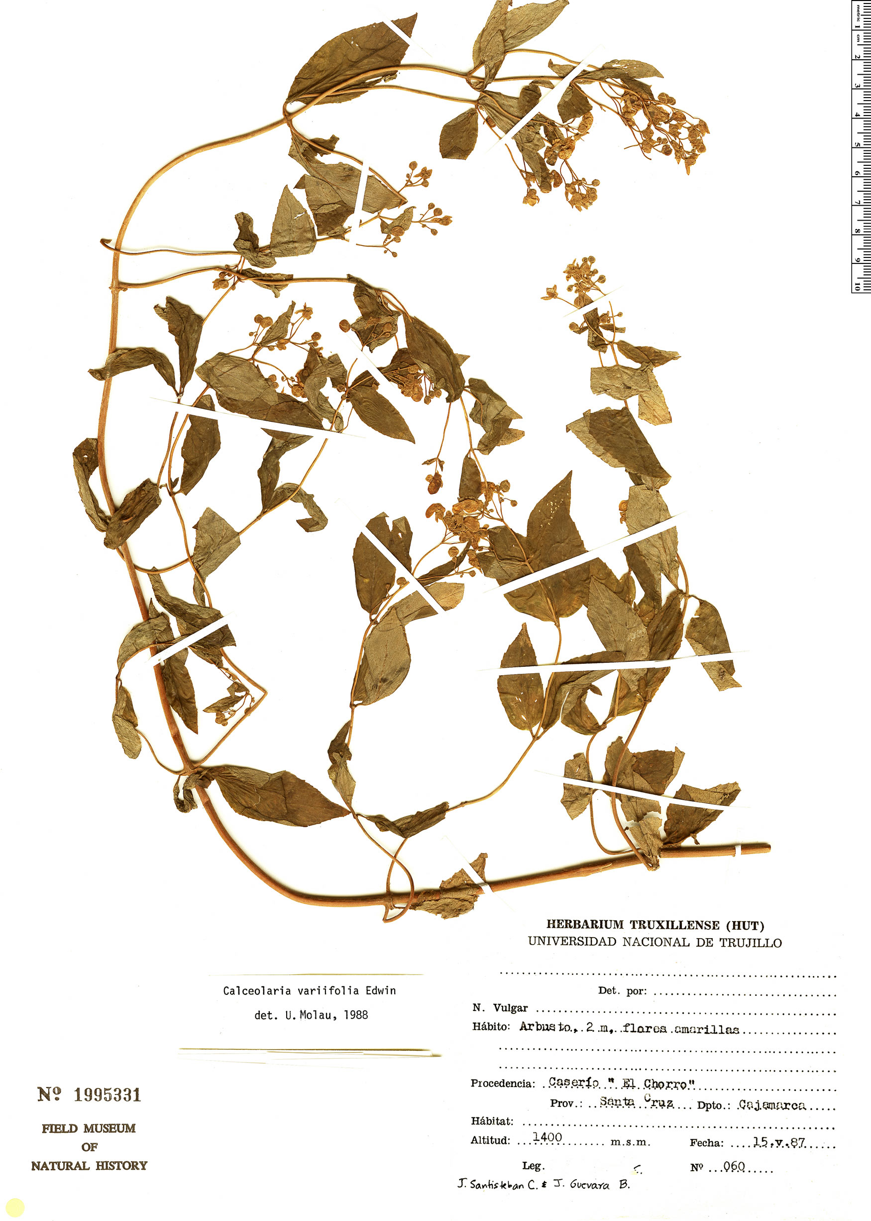 Calceolaria variifolia image