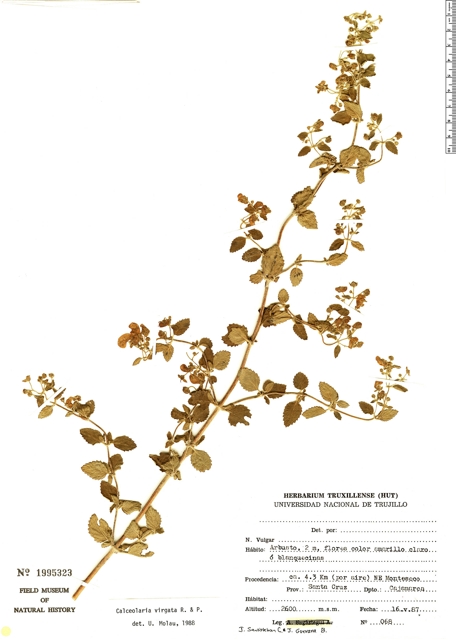 Calceolaria virgata image