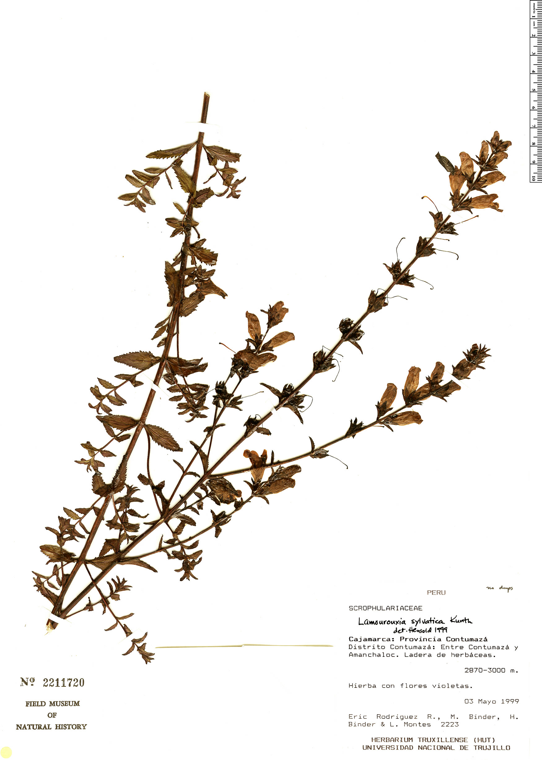 Lamourouxia sylvatica image