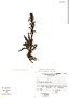 Pedicularis incurva image