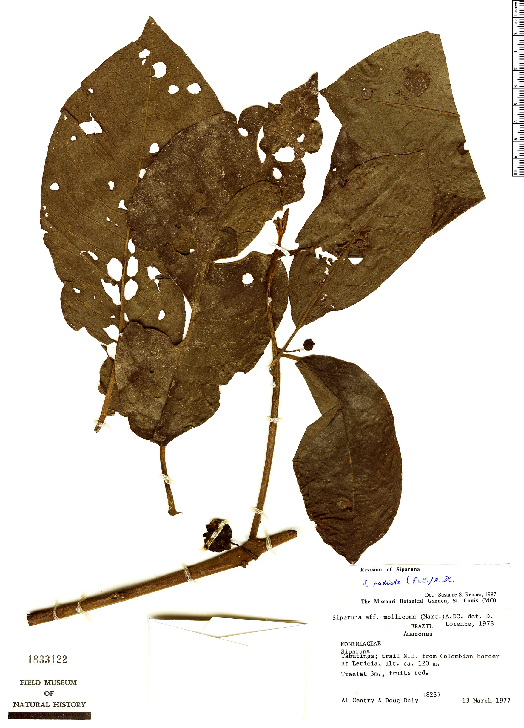 Siparuna radiata image