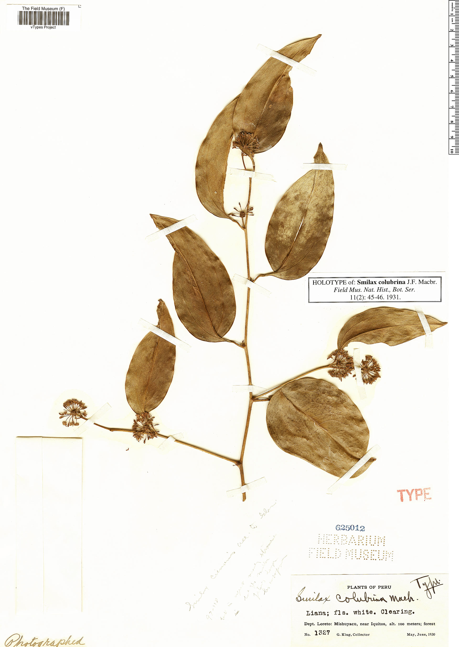 Smilax colubrina image