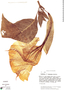 Brugmansia versicolor image