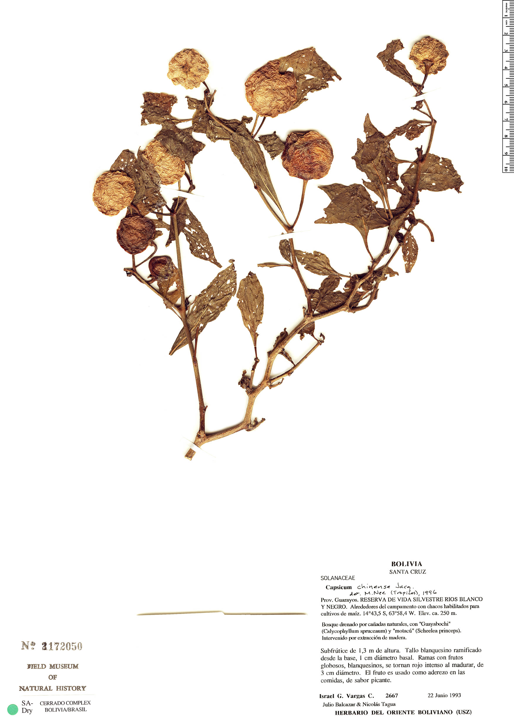 Capsicum chinense image