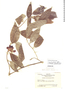 Cestrum roseum image