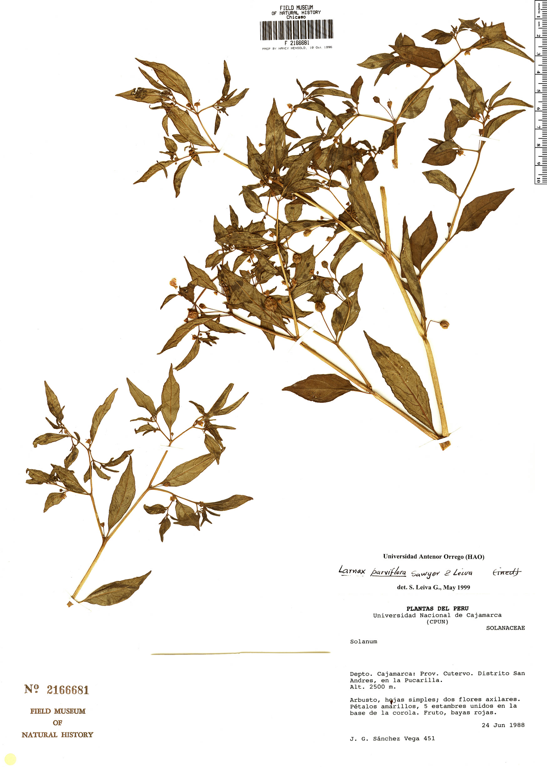 Larnax parviflora image