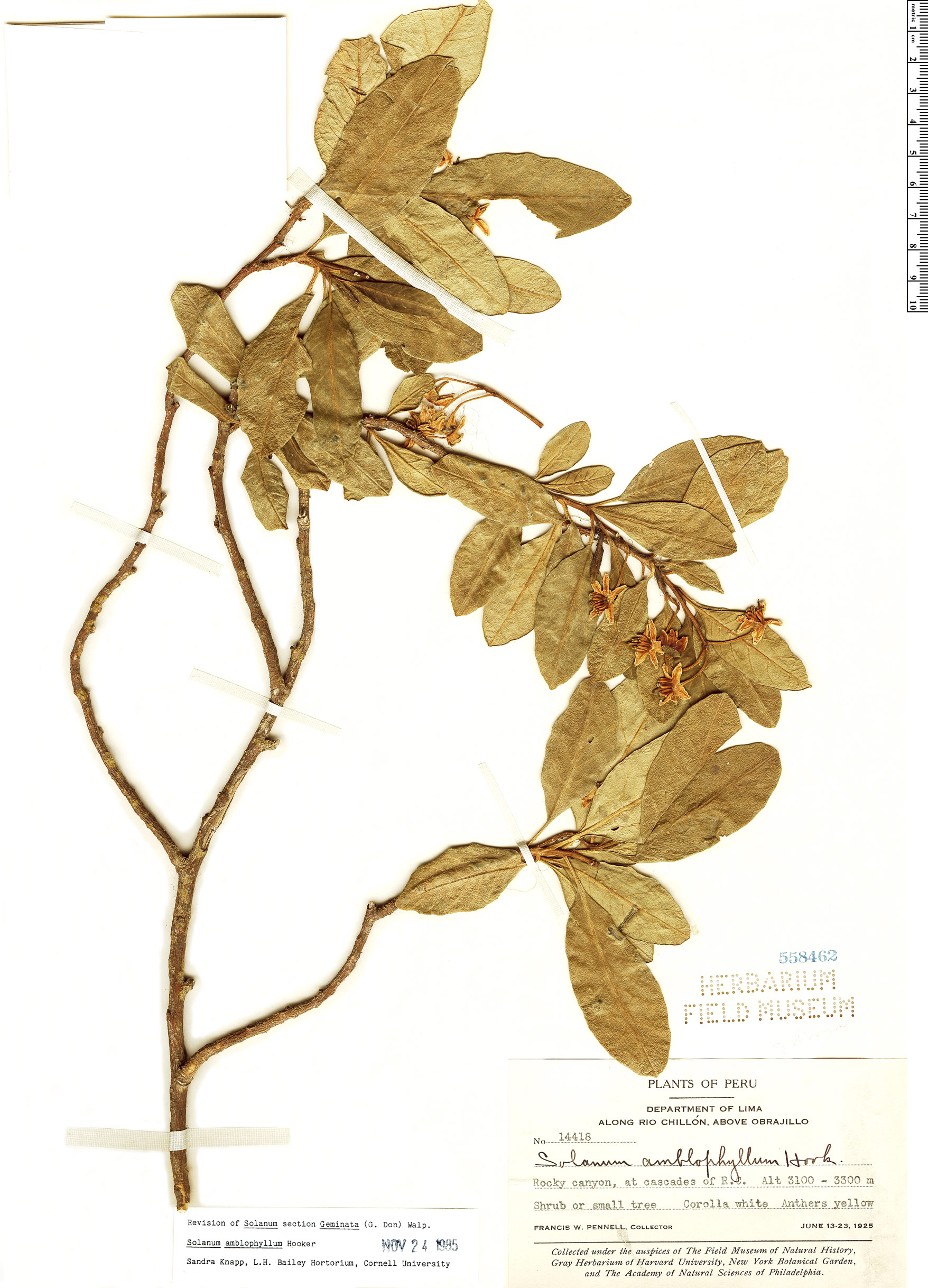 Solanum amblophyllum image