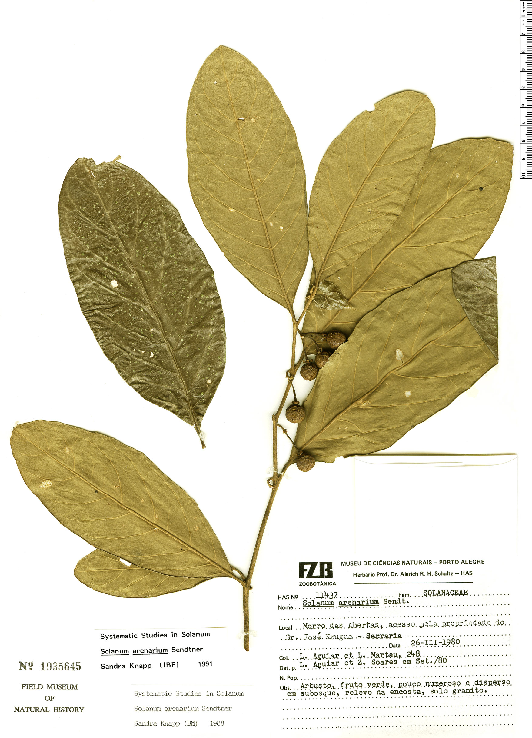 Solanum arenarium image