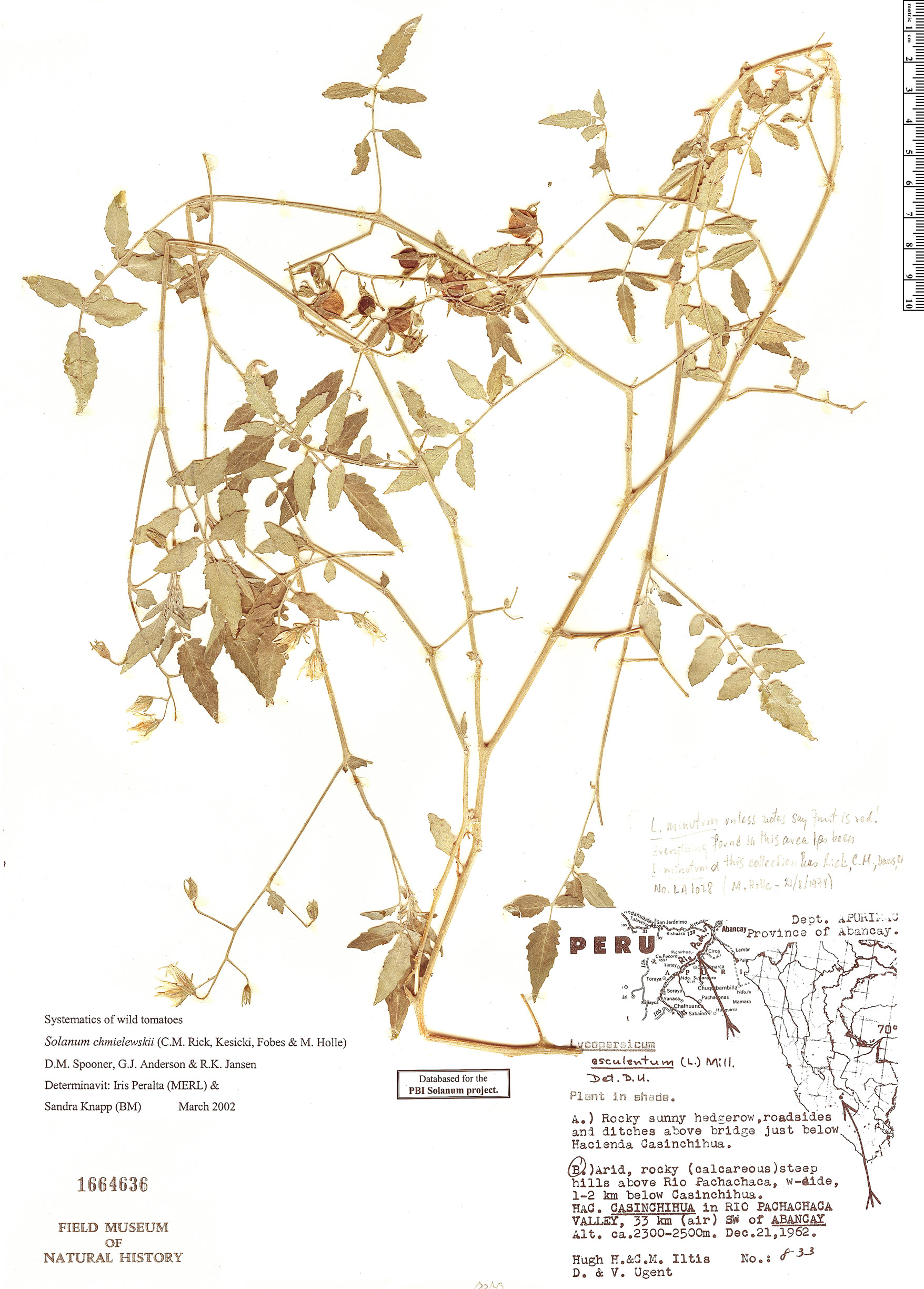 Solanum chmielewskii image