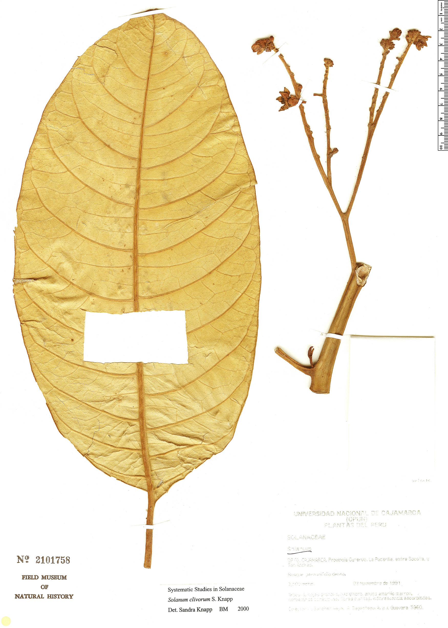 Solanum clivorum image