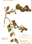 Solanum cornifolium image