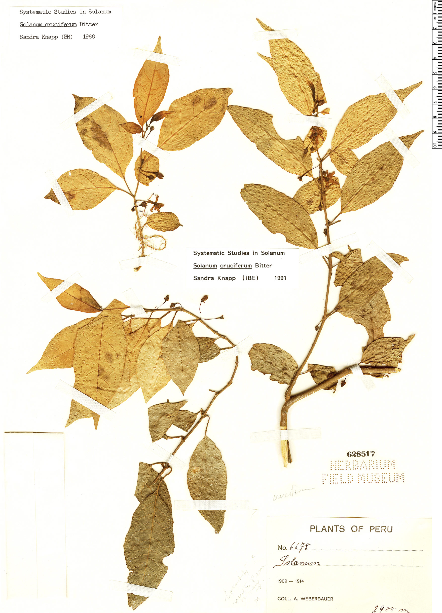 Solanum cruciferum image
