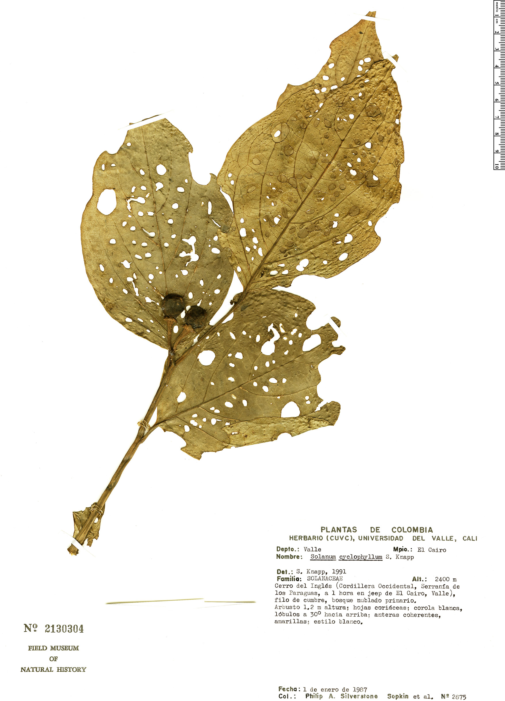 Solanum cyclophyllum image