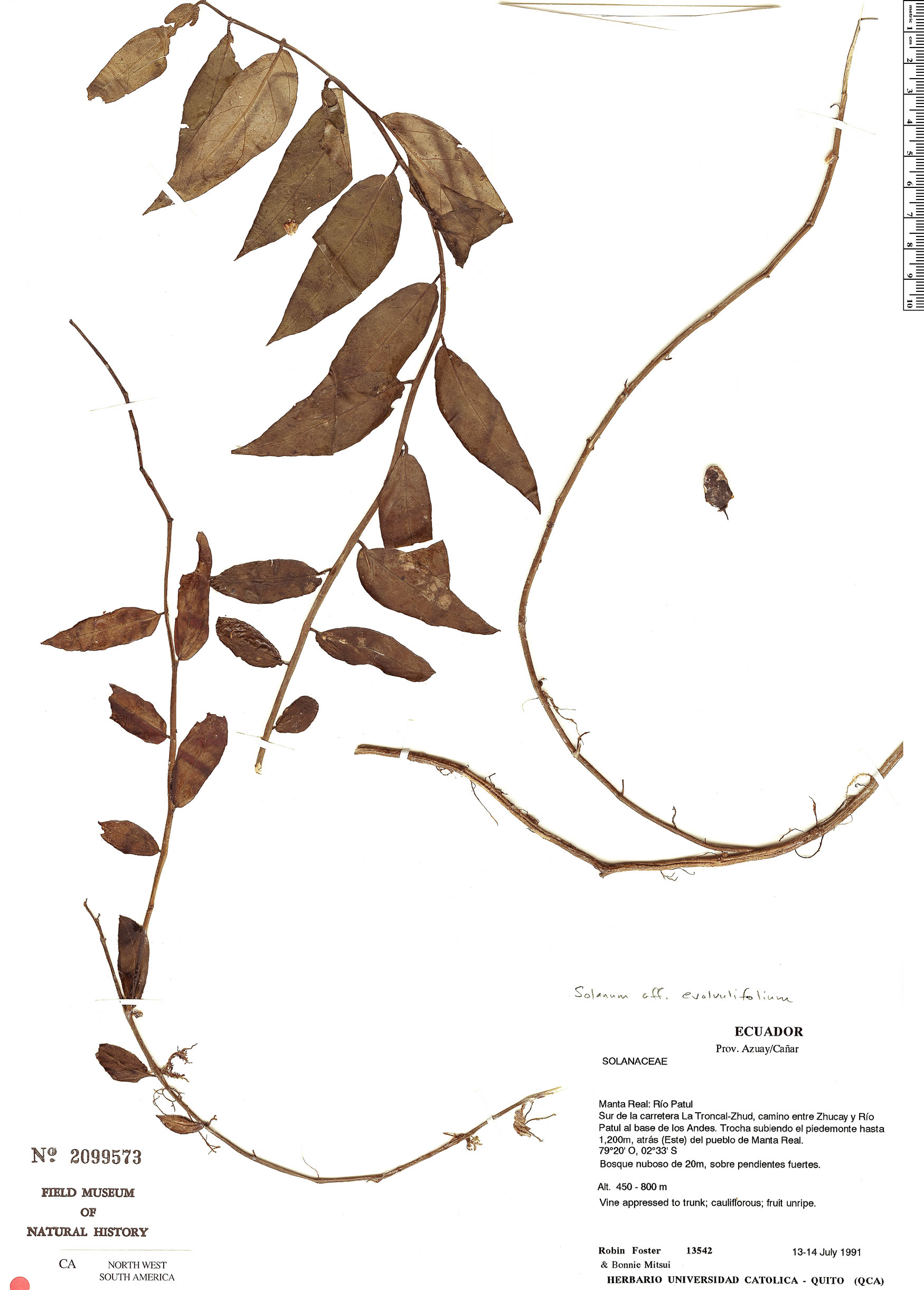 Solanum loxophyllum image