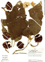 Solanum grandiflorum image