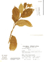 Solanum megaspermum image