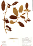 Solanum pedemontanum image