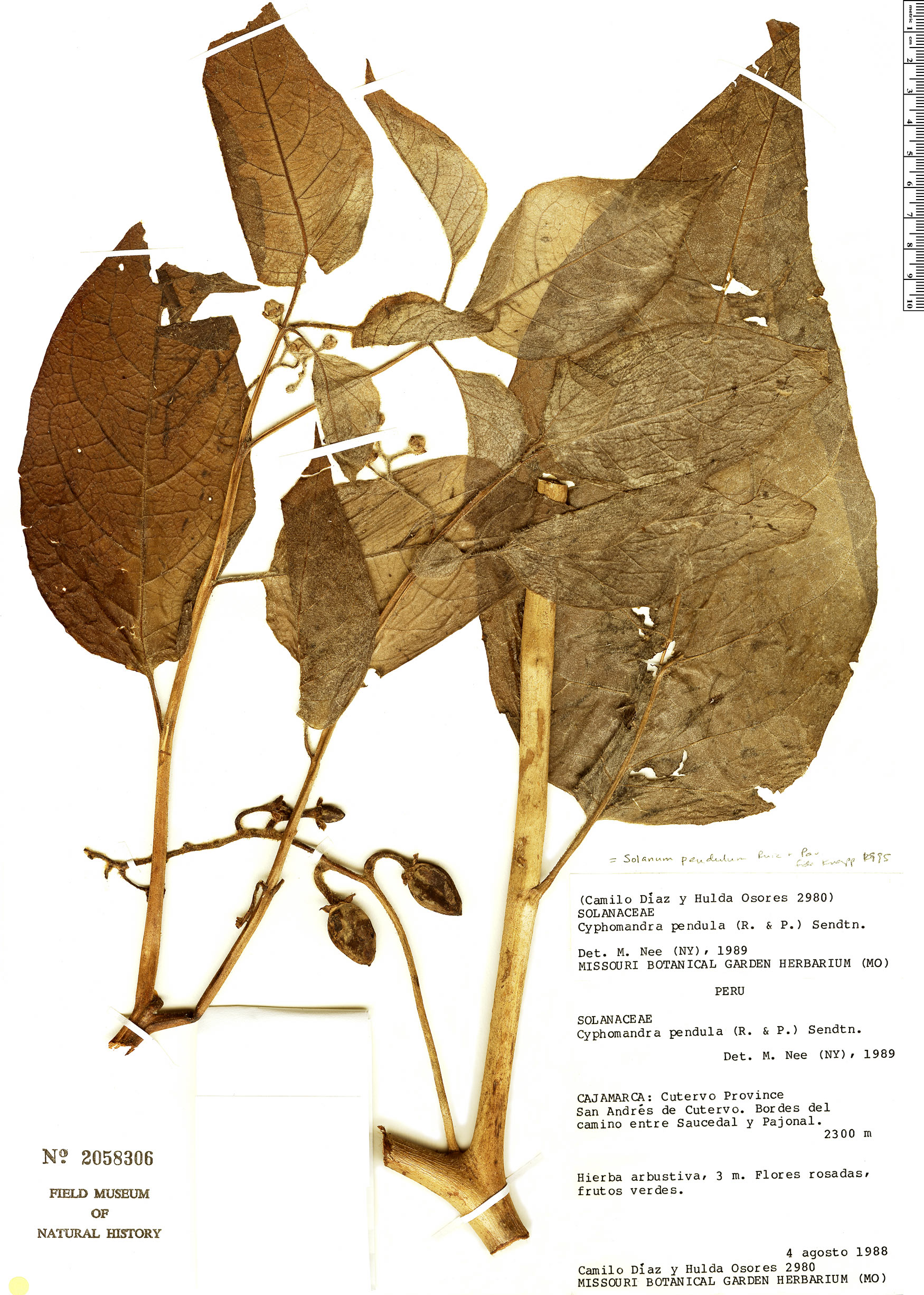 Solanum pendulum image