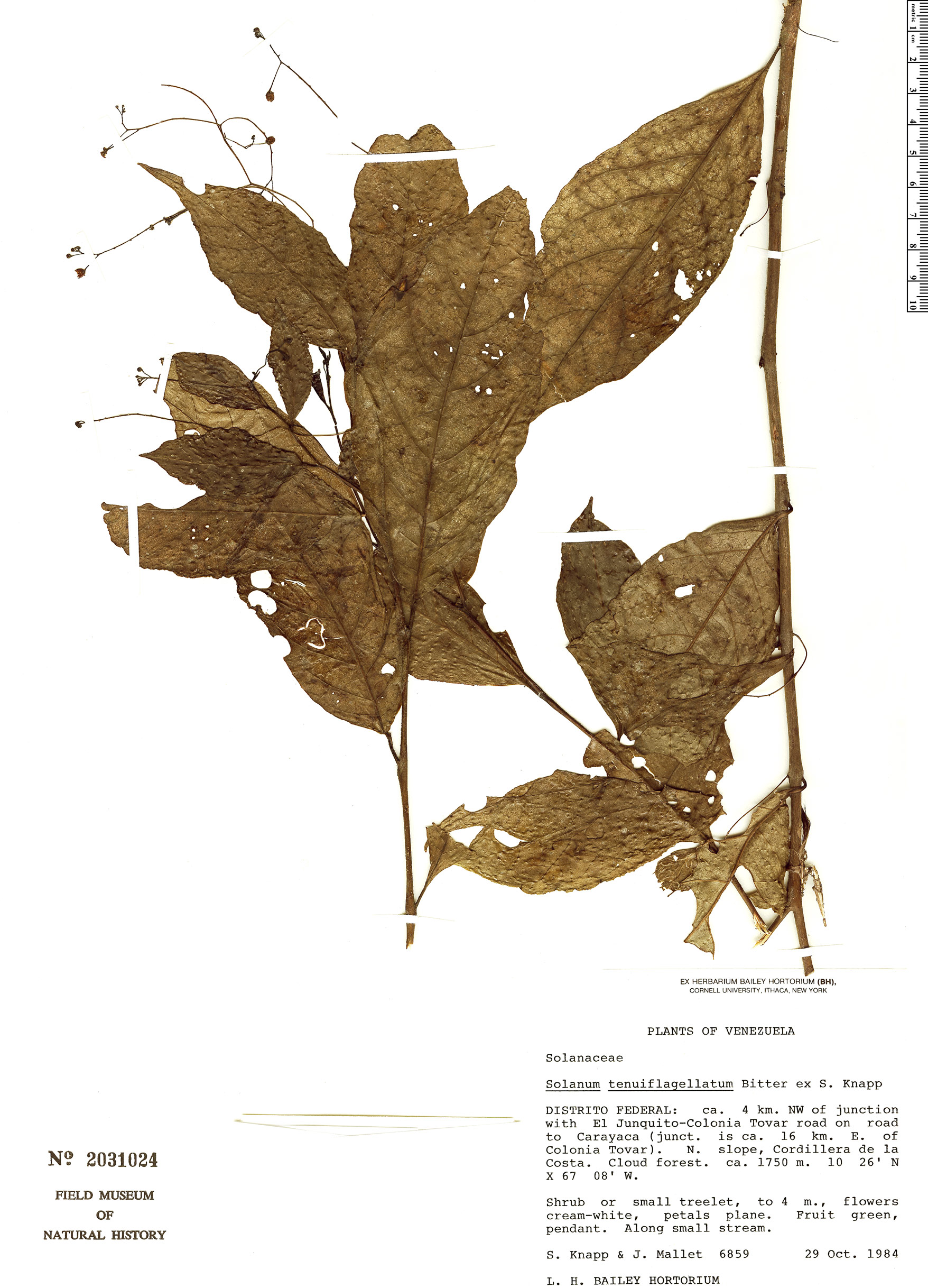 Solanum tenuiflagellatum image