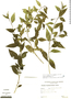 Solanum trachytrichium image