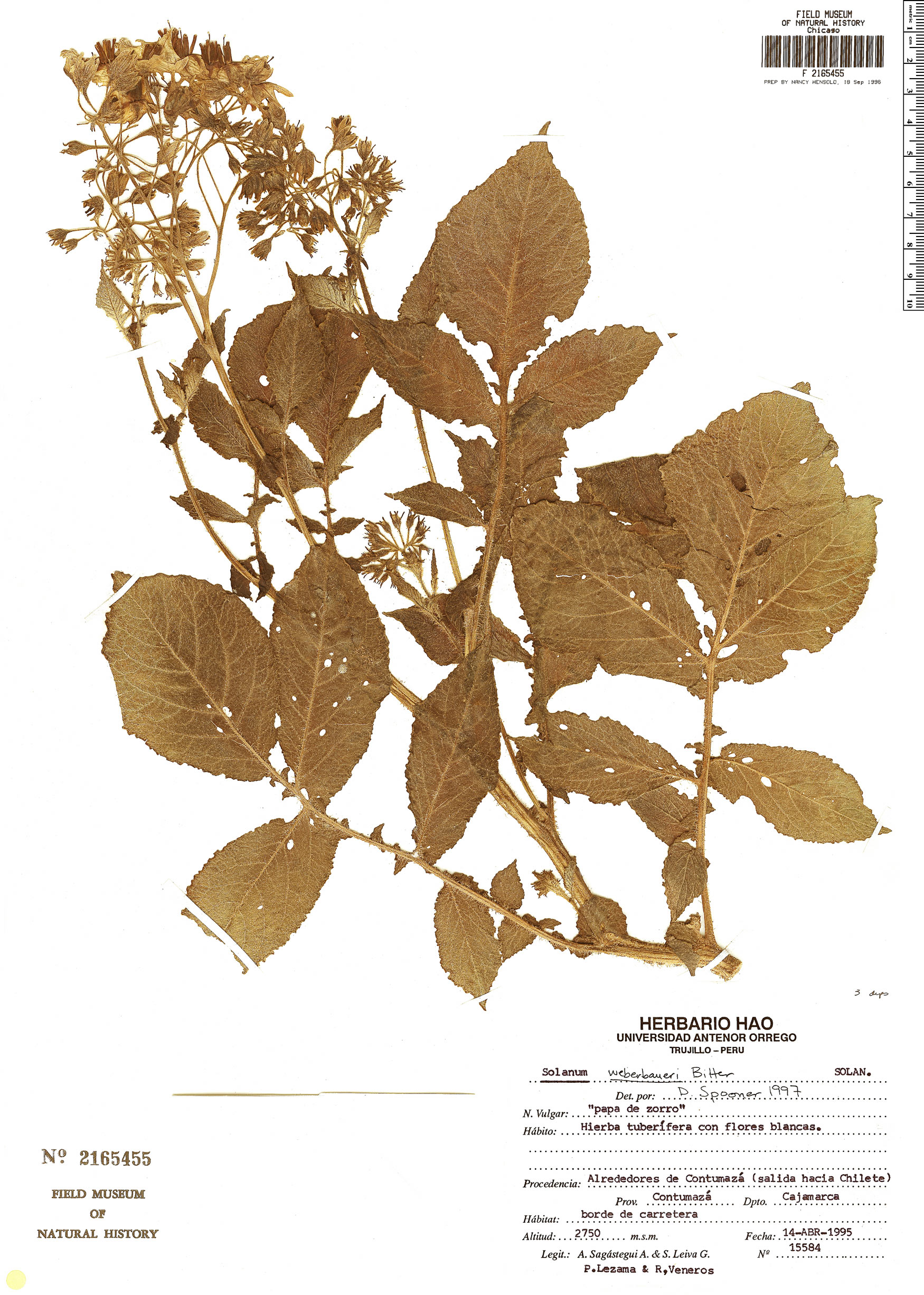 Solanum weberbaueri image