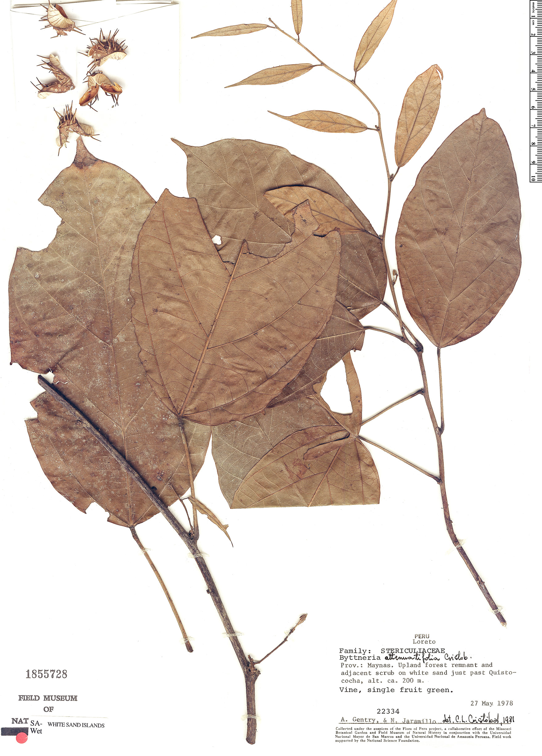Byttneria attenuatifolia image