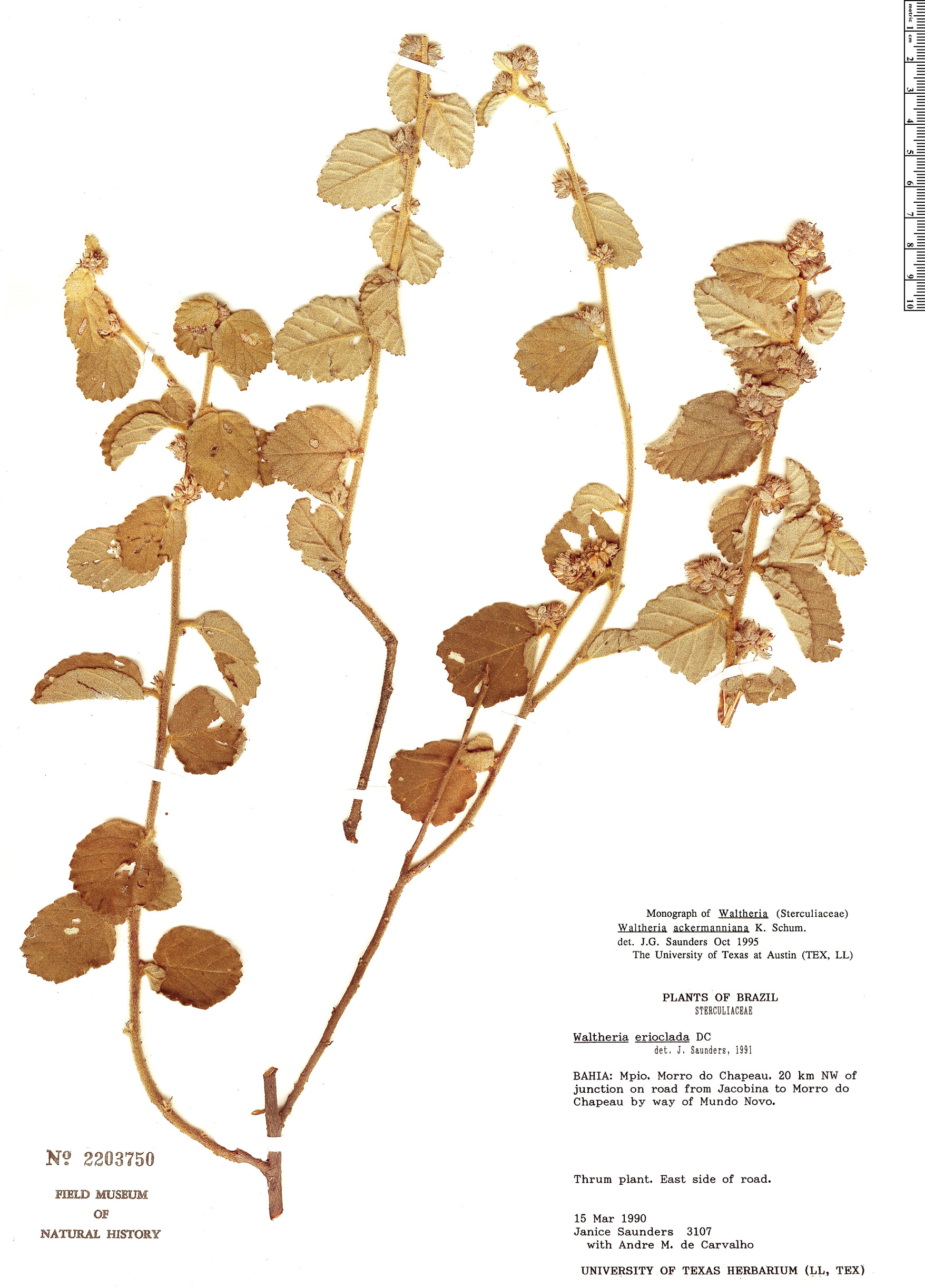 Waltheria ackermanniana image