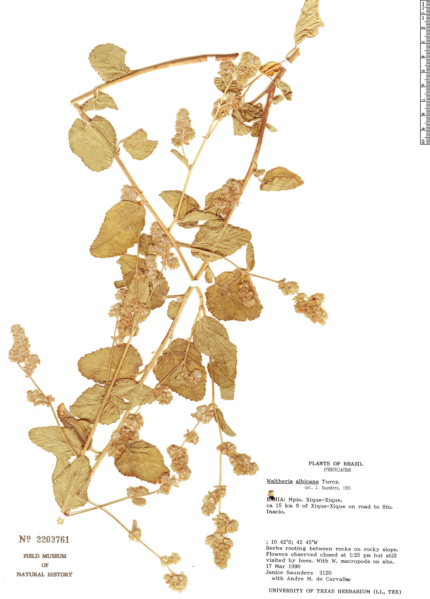 Waltheria albicans image