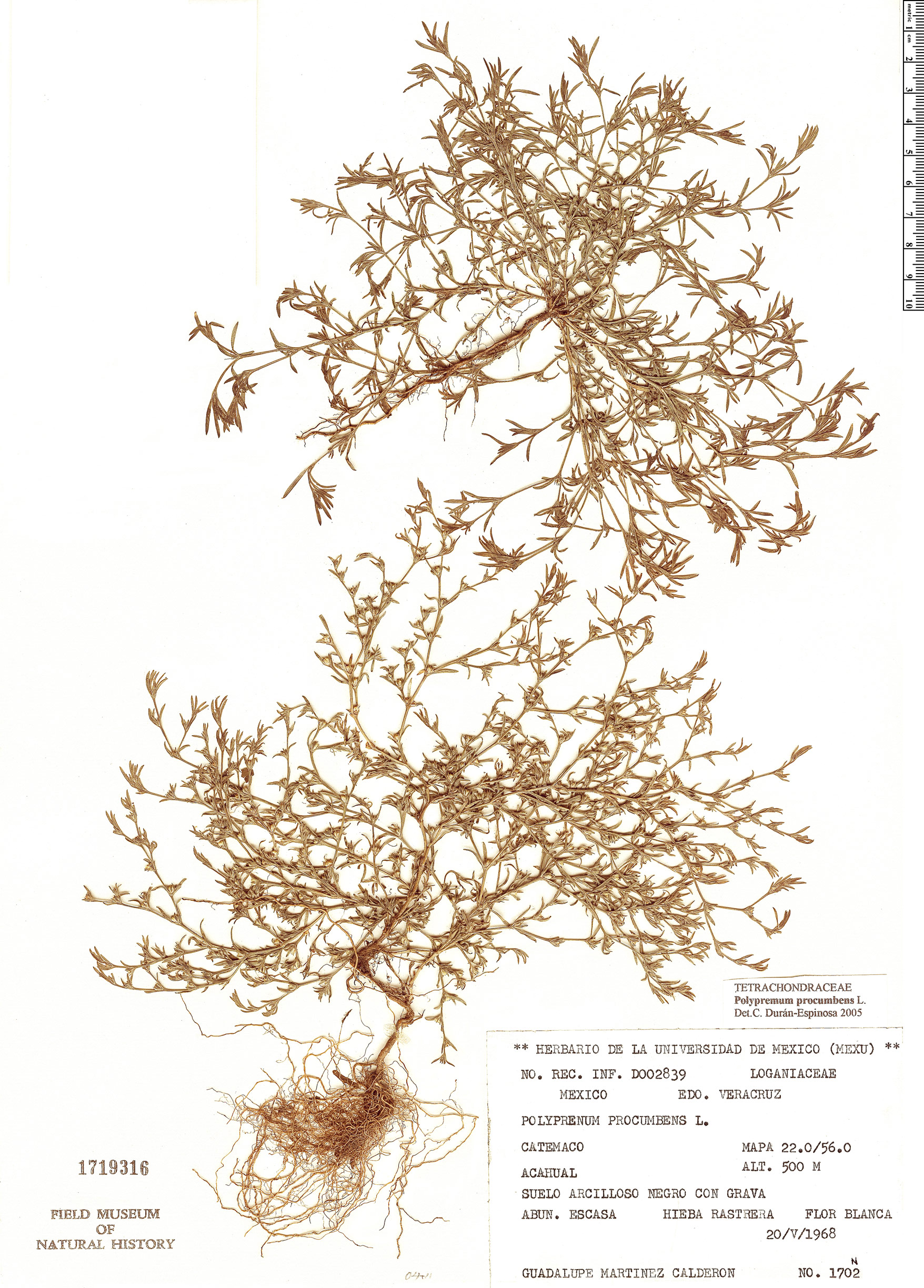 Tetrachondraceae image
