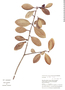 Ternstroemia alnifolia image
