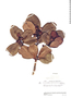 Ternstroemia camelliifolia image