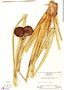 Thurnia sphaerocephala image